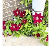 bulbi Clematis decorativi riverdimento tetti balcone letti elevati, resistenti al 1pcs