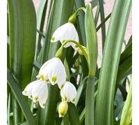 bulbi coppa primavera giardino letto elevato decorazione ufficio primavera Copertura perenne resistente interni esotici giardino interni 15pcs