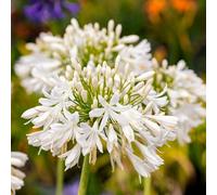 Bulbi da Fiore (1 X Agapanthus Africanus 'Albus')