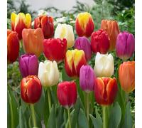 Bulbi da Fiore (20 X Tulipani TRIONFO in miscuglio)