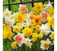 Bulbi da Fiore (5 X Narcisi a fiore grande MIX)