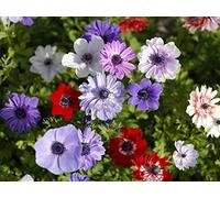 Bulbi da Fiore ALTA QUALITA' per fioritura PRIMAVERILE - ESTIVA - AUTUNNALE (10, Anemone DE CAEN)