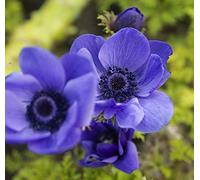 Bulbi da Fiore ALTA QUALITA' per fioritura PRIMAVERILE - ESTIVA - AUTUNNALE (10, Anemone MR. FOKKER - BLU)