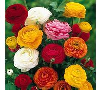 Bulbi da Fiore ALTA QUALITA' per fioritura PRIMAVERILE - ESTIVA - AUTUNNALE (10, Ranuncoli in Miscuglio)