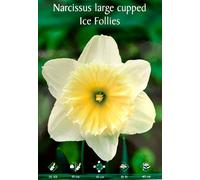 BULBI DA FIORE NACISI O CROCUS FIORI BULBO A SCELTA VARIETA' PRIMAVERA PIANTARE