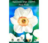 BULBI DA FIORE NACISI O CROCUS FIORI BULBO A SCELTA VARIETA' PRIMAVERA PIANTARE