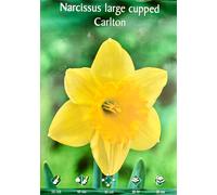 BULBI DA FIORE NACISI O CROCUS FIORI BULBO A SCELTA VARIETA' PRIMAVERA PIANTARE