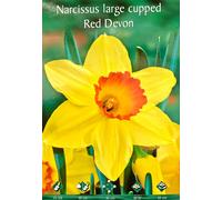 BULBI DA FIORE NACISI O CROCUS FIORI BULBO A SCELTA VARIETA' PRIMAVERA PIANTARE