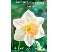 BULBI DA FIORE NACISI O CROCUS FIORI BULBO A SCELTA VARIETA' PRIMAVERA PIANTARE