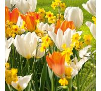 Bulbi da Fiore SELECTION | Bulbi dai migliori produttori Olandesi | Selezione e controllo qualità | Fioritura garantita. (24 Bulbi di Tulipano ARANCIO/BIANCO e Narciso GIALLO)