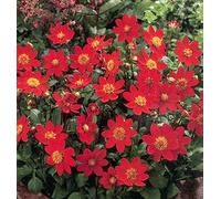 Bulbi da Fiore - Tuberi di Dalia (1 X Dalia TOPMIX ROSSA)