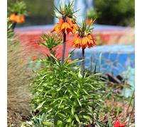 Bulbi da giardino Imperial Crown - Serie rara - Bulbi primaverili resistenti all'inverno per balconi (5 pezzi)