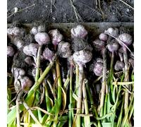 Bulbi d'aglio, Piantagione di aglio, resistenti per il giardino regali sostenibili giardino sul balcone l'aglio balcone serra 3pcs