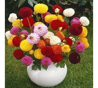 bulbi Dalia balcone resistente giardino rocce 9pcs