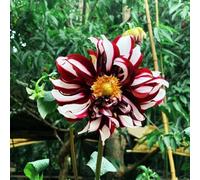 bulbi Dalia giardino di al balcone decorazione ufficio riverdimento tetti 1pcs