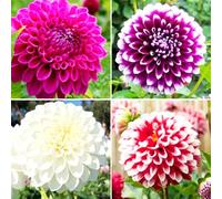 Bulbi dalia perenni - facile da coltivare anche per i principianti-2 bulbi-B