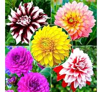 Bulbi dalia perenni - facile da coltivare anche per i principianti-2 bulbi-D