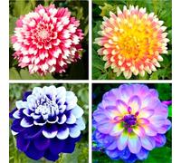 Bulbi dalia perenni - facile da coltivare anche per i principianti-4 bulbi-F