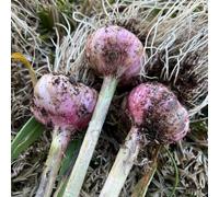 Bulbi di aglio - raro vecchie varietà vecchie varietà di balcone serra giardino sul balcone aglio aglio invernale Perenni resistenti esotico 2pcs