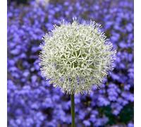 Bulbi di ALLIUM | AGLI ORNAMENTALI | Bulbi provenienti dai migliori produttori Olandesi | Esclusiva selezione e controllo qualità | Fioritura garantita dal primo anno. (2 Allium MOUNT EVEREST)