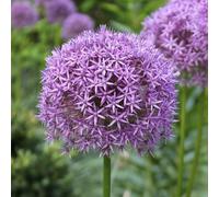 Bulbi di ALLIUM | AGLI ORNAMENTALI | Bulbi provenienti dai migliori produttori Olandesi | Esclusiva selezione e controllo qualità | Fioritura garantita dal primo anno. (1 Allium GLADIATOR)