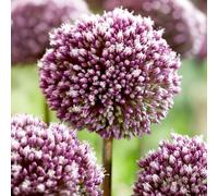 Bulbi di ALLIUM | AGLI ORNAMENTALI | Bulbi provenienti dai migliori produttori Olandesi | Esclusiva selezione e controllo qualità | Fioritura garantita dal primo anno. (3 Allium SUMMER DRUMMER)