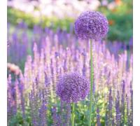 Bulbi di Allium, esotico resistente copertura del terreno antiche varietà di ornamentali resistenti per giardini rocciosi serre balcone resistenti 5pcs