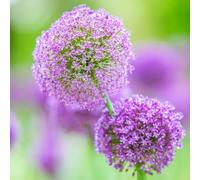 bulbi di Allium giganteum - Aiuole rialzate per il giardino interno interna tappezzante resistente in vaso 8pcs