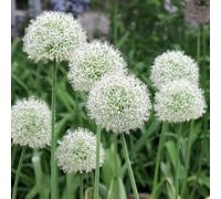bulbi di allium giganteum, arredamento del soggiorno balcone resistenti, adatte al pieno sole, serre tappezzante 2pcs
