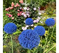 Bulbi di Allium, ornamentali giardino raro sul balcone 7pcs