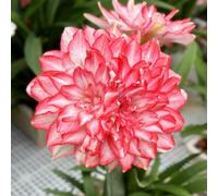 Bulbi di Amaryllis -resistenti al freddo, adatti al giardino, adatti ai principianti, facili da coltivare-1Bulbi-B