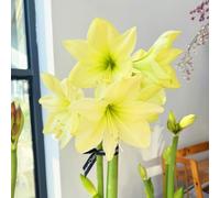 Bulbi di Amaryllis -resistenti al freddo, adatti al giardino, adatti ai principianti, facili da coltivare-2Bulbi-A