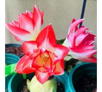 Bulbi di Amaryllis, resistenti al freddo e alla siccità, colori misti, adatti per giardini e terrazzi-3Bulbi-A