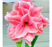 Bulbi di Amaryllis Resistenti-Amaryllis resistenti e belle, adatte per decorare giardini/balconi e come regali speciali per le feste-1Bulbi-B