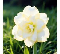 Bulbi di Amaryllis Resistenti- Amaryllis robuste e decorative, ideali per giardini e balconi + regali affascinanti per le feste-1Bulbi-A