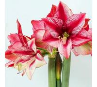 Bulbi di Amaryllis resistenti, misti e durevoli, tolleranti freddo e siccità, perfette per decorare giardini e balconi-5Bulbi-D