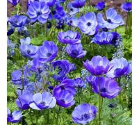 Bulbi di ANEMONE | Bulbi provenienti dai migliori produttori Olandesi | Esclusiva selezione e controllo qualità | Fioritura garantita dal primo anno (10 Anemone coronaria MR FOKKER)