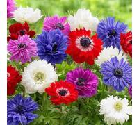 Bulbi di ANEMONE | Bulbi provenienti dai migliori produttori Olandesi | Esclusiva selezione e controllo qualità | Fioritura garantita dal primo anno (15 Anemone coronaria ST. BRIGID MIXED)