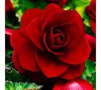 Bulbi di BEGONIA | Bulbi provenienti dai migliori produttori Olandesi | Esclusiva selezione e controllo qualità | Fioritura garantita dal primo anno. (3 Bulbi di Begonia DARK RED DOUBLE)