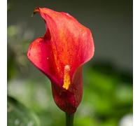 bulbi di cala sono resistenti balcone giardino resistenti per giardino, per balconi Resistente al suolo bulbo di bulbi alcatraes Le 8pcs