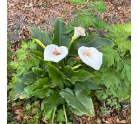 bulbi di cala sono resistenti decorazione bulbi di lilio cala bulbo alcatraces giardino resistenti e perenni, perenni 16pcs