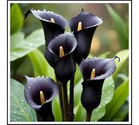 Bulbi di calla/misti/bulbi di calla selezionati/adatti per la decorazione di giardini e balconi/tolleranti al freddo e alla siccità【NVNJHJN】-10 bulbi-B