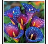 Bulbi di calla/misti/bulbi di calla selezionati/adatti per la decorazione di giardini e balconi/tolleranti al freddo e alla siccità【NVNJHJN】-10 bulbi-J