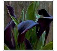 Bulbi di calla/misti/bulbi di calla selezionati/tolleranti al freddo e alla siccità/adatti per la decorazione di giardini e balconi【NVNJHJN】-2 bulbi-B