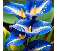 Bulbi di calla/misti/bulbi di calla selezionati/tolleranti al freddo e alla siccità/adatti per la decorazione di giardini e balconi【NVNJHJN】-2 bulbi-E