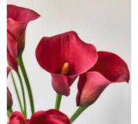 Bulbi di Calla - per luoghi soleggiati da balcone da giardino vecchie varietà organico arredamento del soggiorno primaverili organico raro decorazioni giardino per 6pcs