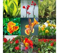 bulbi di canna Balcone con letto elevato di canna bulbi primavera esotici per decorare pareti giardino interni 9pcs