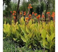 bulbi di Canna decorazioni giardino esterni d'appartamento 8pcs