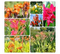 bulbi di Canna interna in vaso Aiuole rialzate il giardino 12pcs