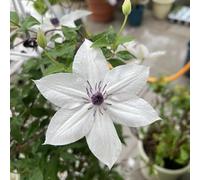 bulbi di clematide d'appartamento esotiche arredamento del soggiorno resistenti, balcone giardino roccioso raro 1pcs